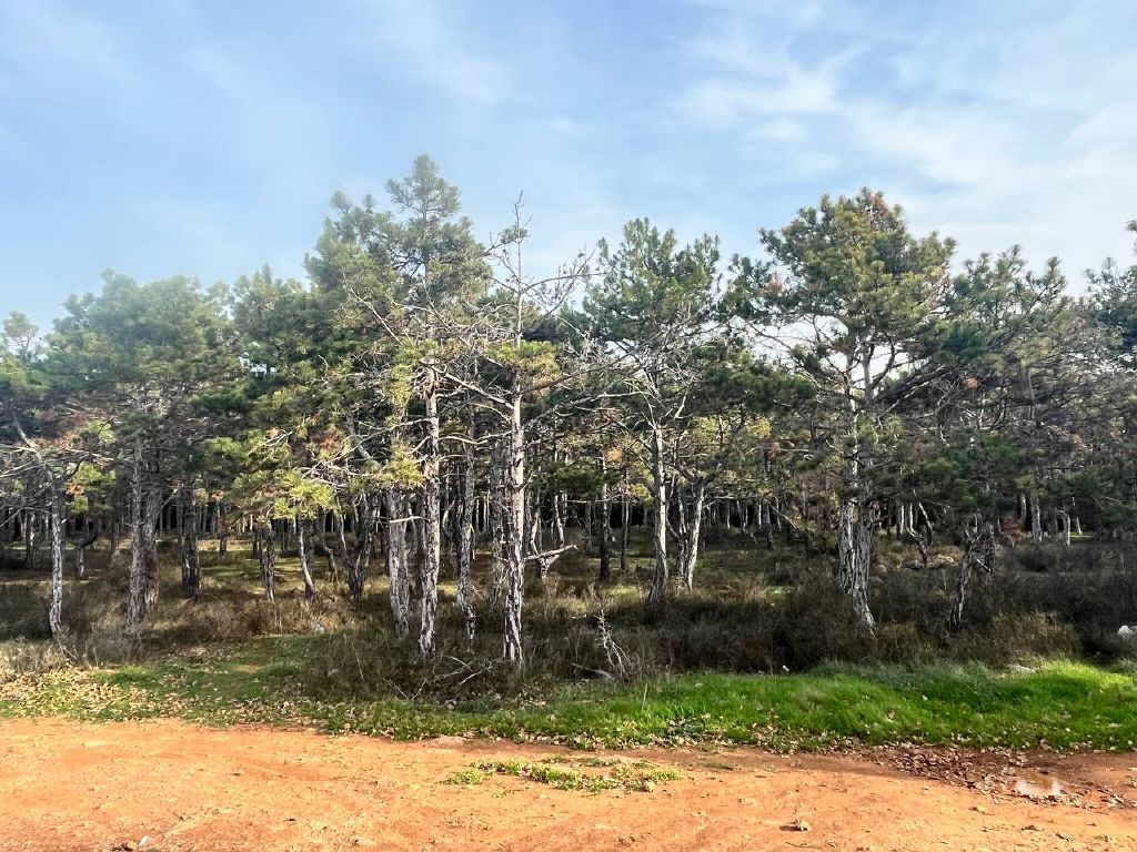 Продажа участка, Севастополь, СТ Скалистый 89